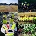 Team of workers in bright safety vests planting and tending crops in a field collage