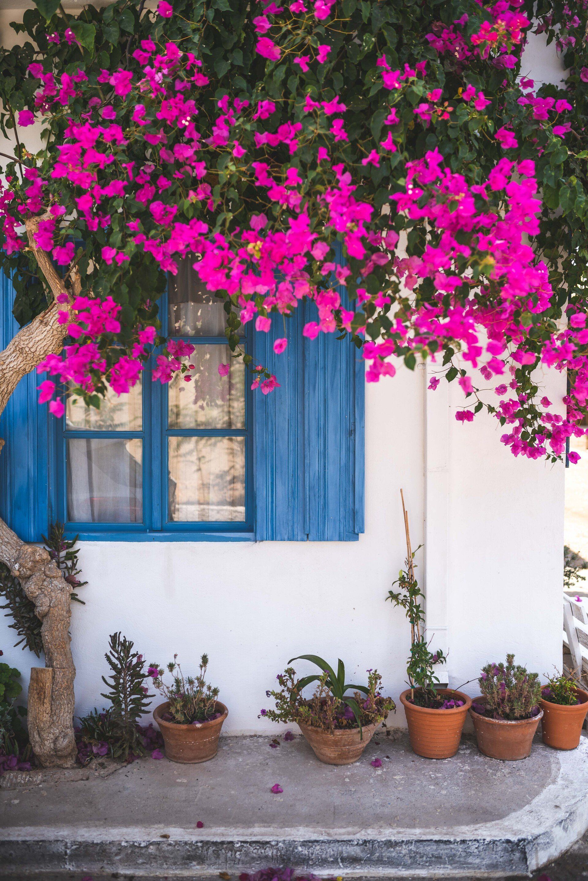 House with Blue Window
