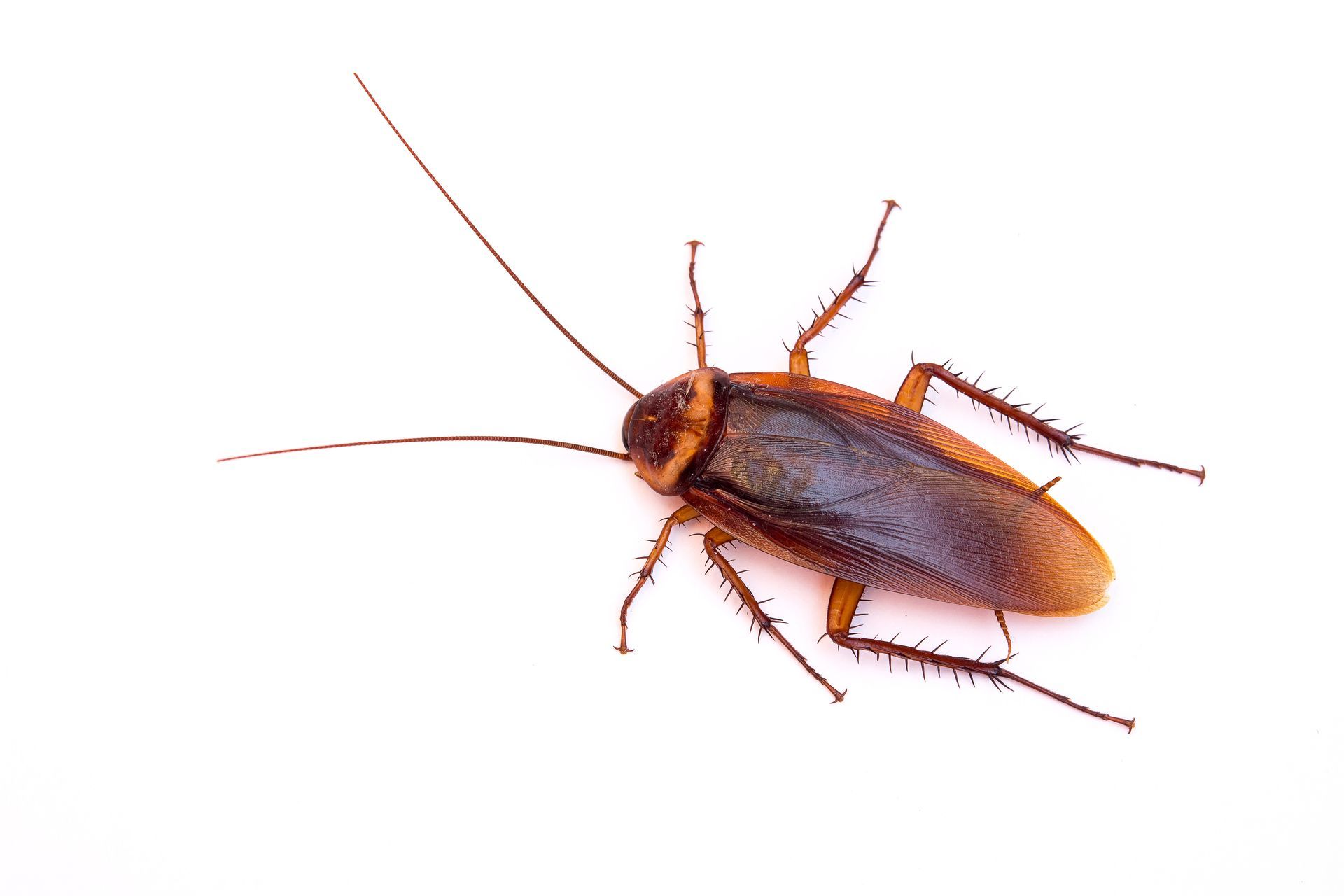 how to get rid of cockroaches 