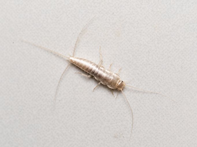 silverfish