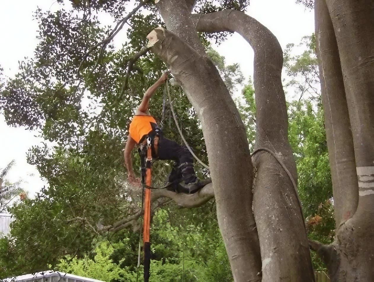 A Man Is Cutting a Tree with A Chainsaw — Central Coast Complete Demolition & Tree Service in Buff Point, NSW