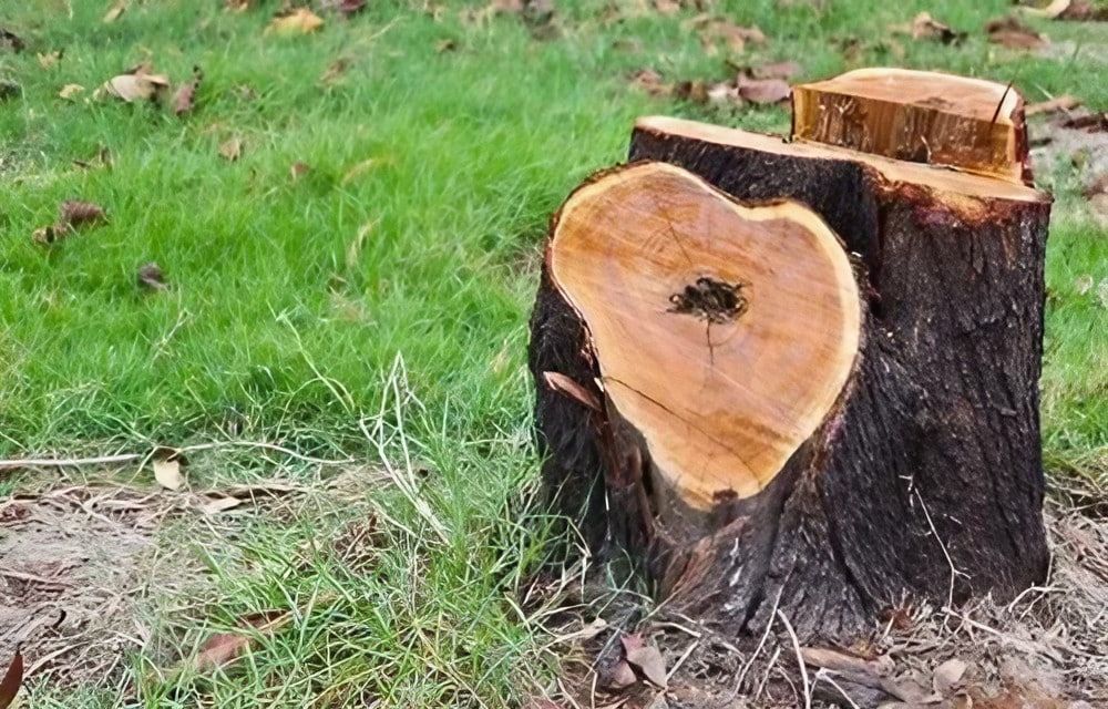 Arborist Services: More Than Just Cutting Down Trees