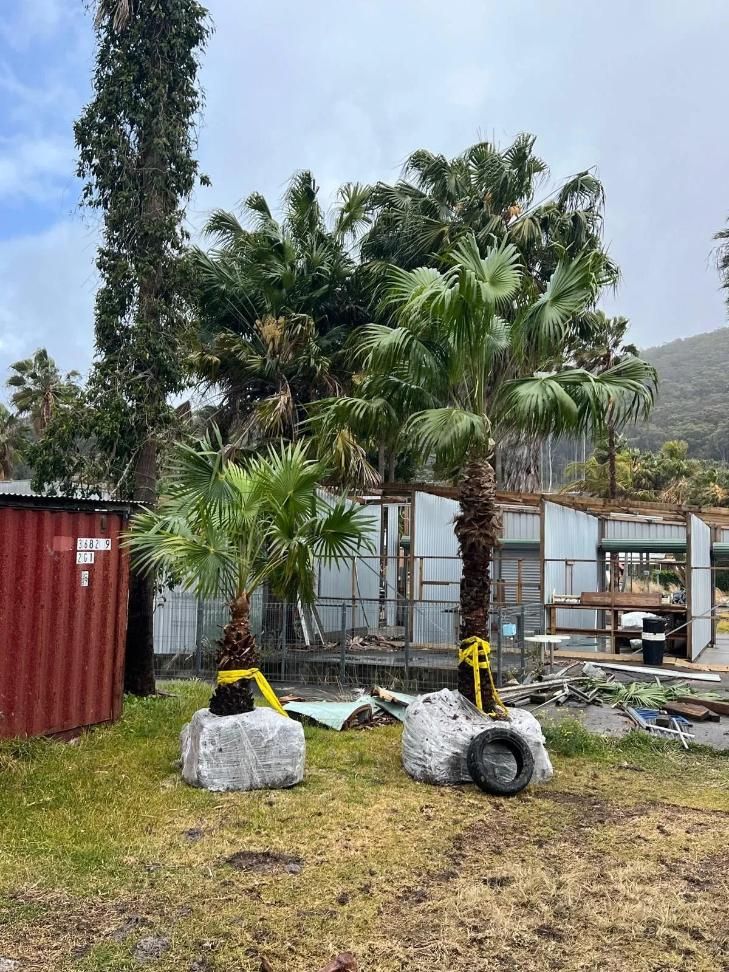 A Bunch of Palm Trees Are Sitting in The Grass in Front of A Building — Central Coast Complete Demolition & Tree Service in Buff Point, NSW