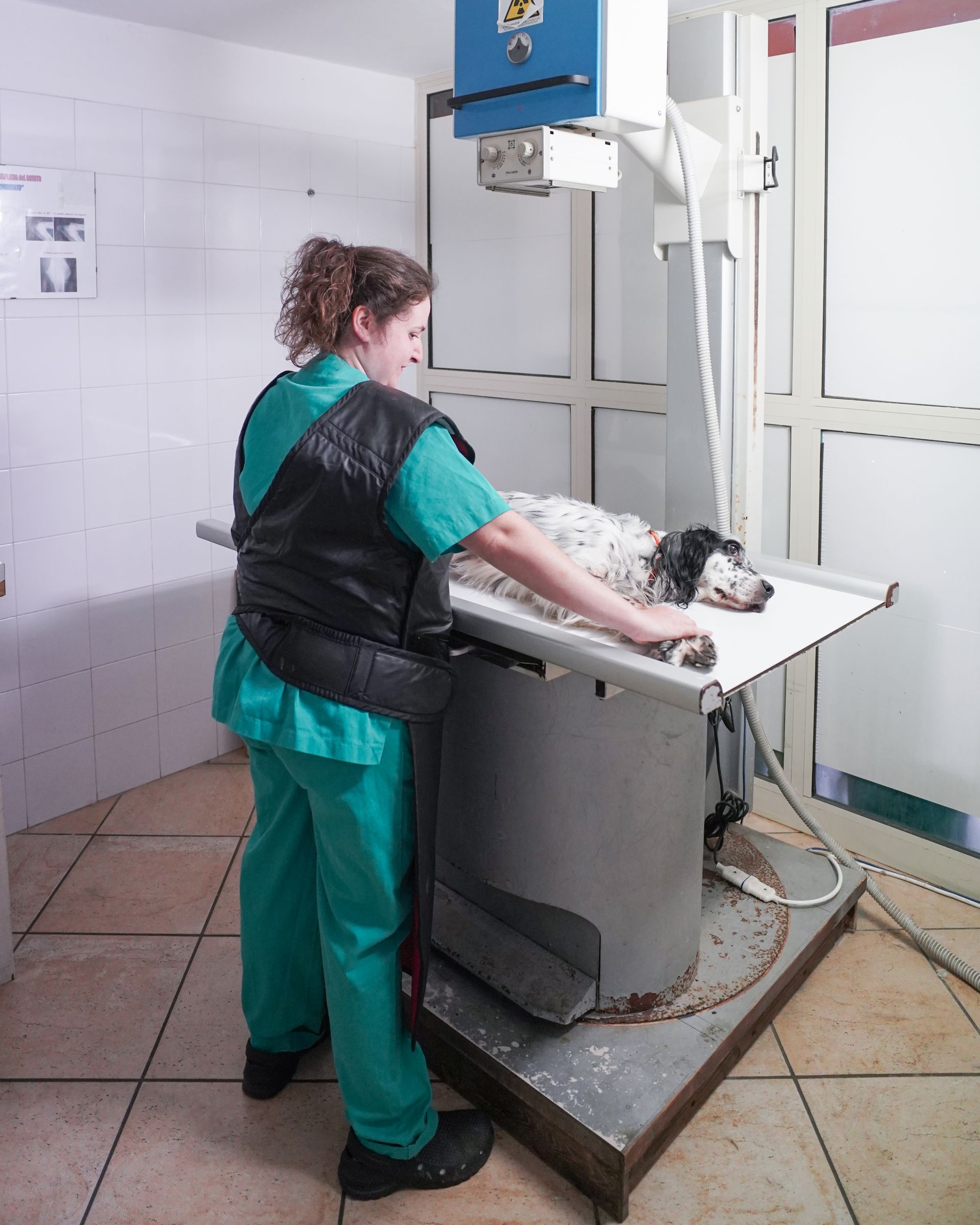 Veterinario che esegue una radiografia a un cane su un tavolo, indossando un equipaggiamento protettivo, in una sala visite.