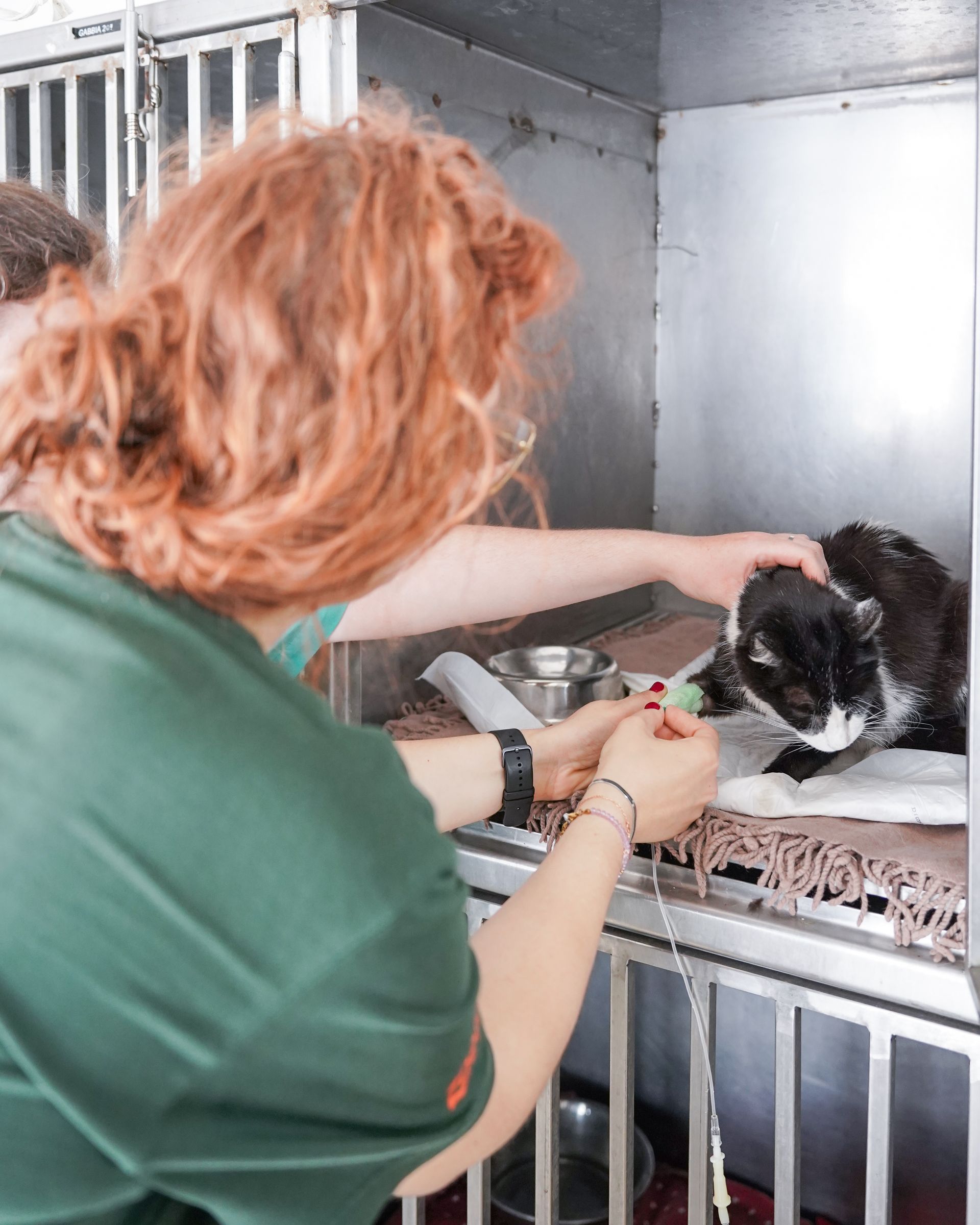 Veterinario che somministra una medicina a un gatto bianco e nero in una gabbia, con il pelo rosso in primo piano.