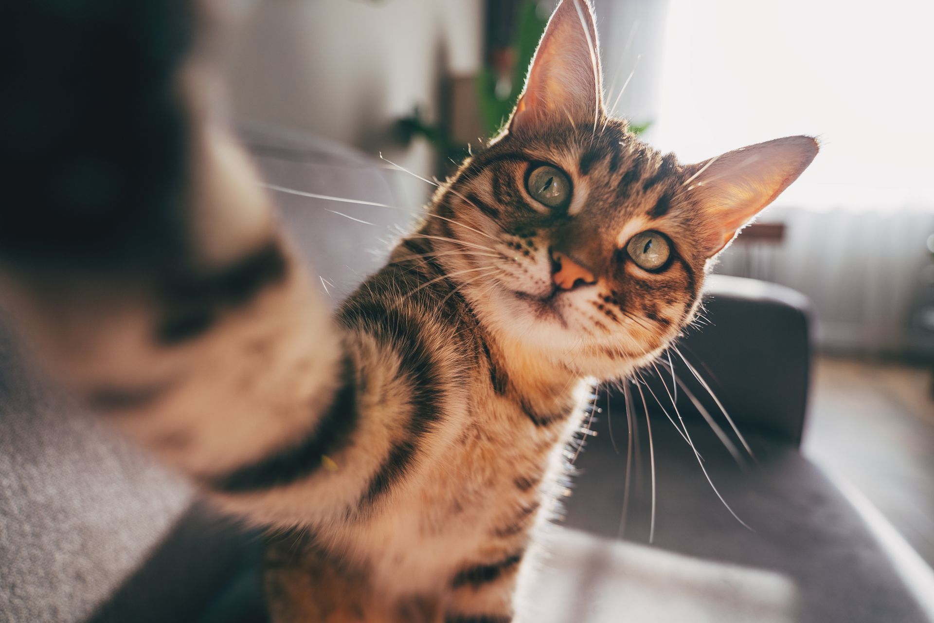 Gatto tigrato marrone che si scatta un selfie, guarda la fotocamera. Interno, sfondo neutro, espressione curiosa.