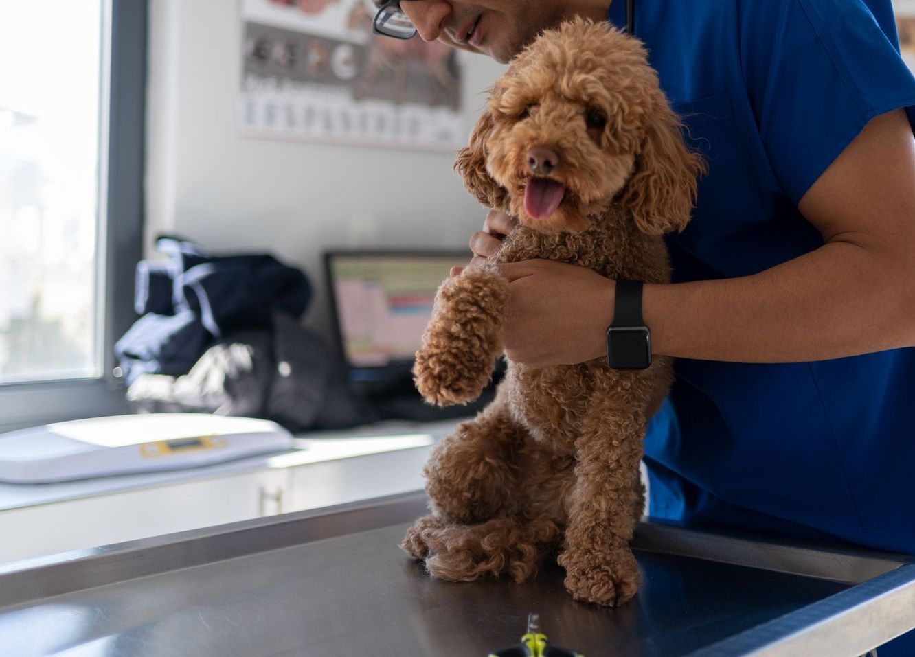 Veterinario che visita un barboncino marrone su un tavolo di metallo in una clinica.
