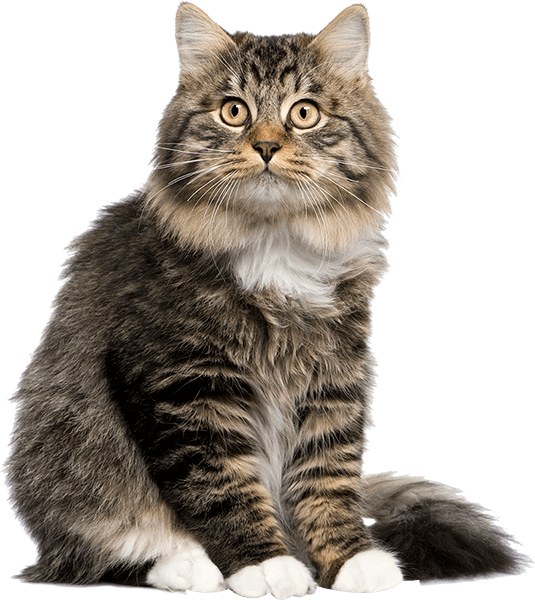 Un soffice gatto soriano marrone con zampe bianche, seduto dritto, che guarda l'osservatore.