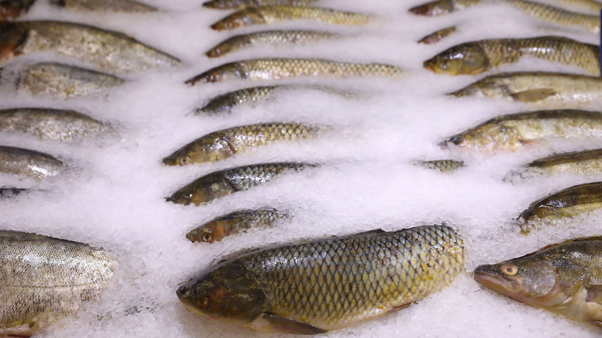 Fish laid out on ice with melting foam, viewed from above.