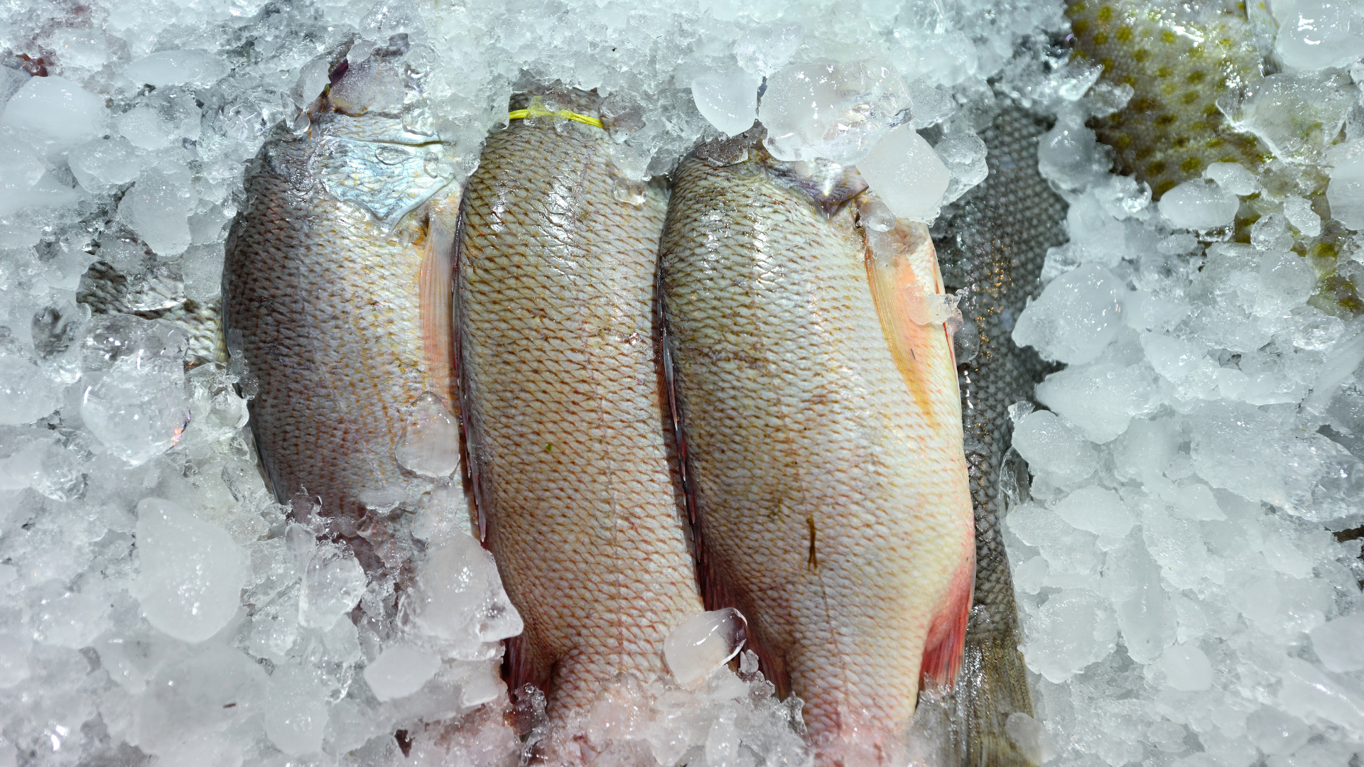 Three fish lying on crushed ice at a market
