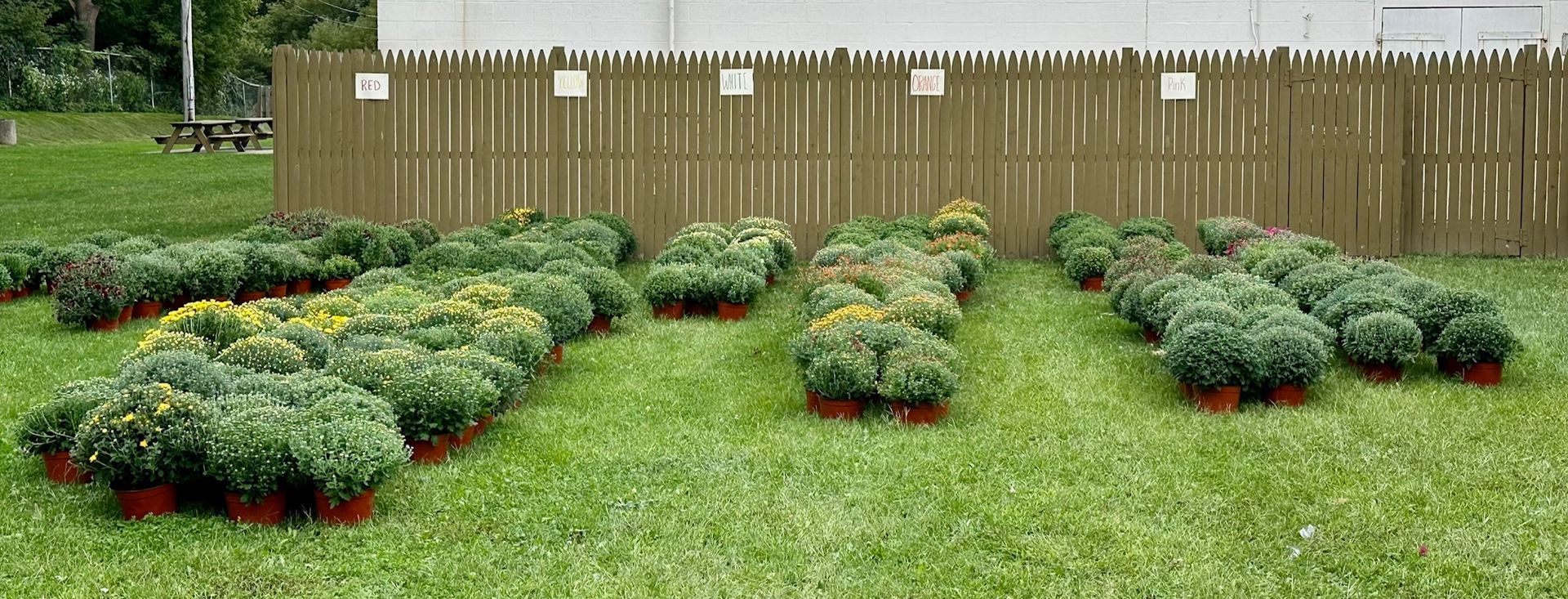 A bunch of potted plants are lined up in front of a wooden fence