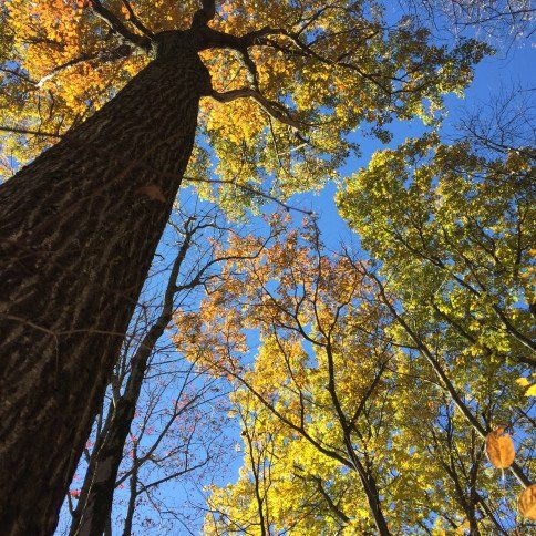 Trusted Consulting Forester in Windsor, NY