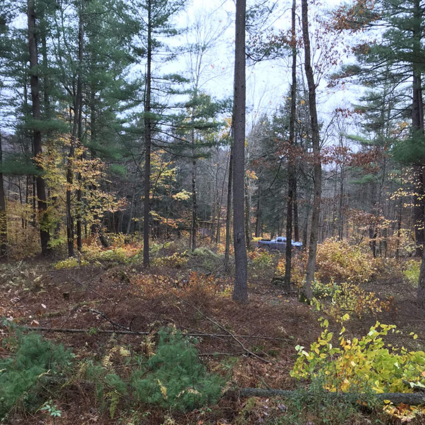 Forestry Qualifications in Windsor, NY