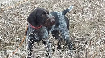 Dog with wiry fur, brown and white, standing in tall, dry grass, looking alertly.