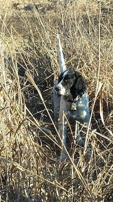 Dog with black and white markings stands in tall, dry grass, tail up, alert.