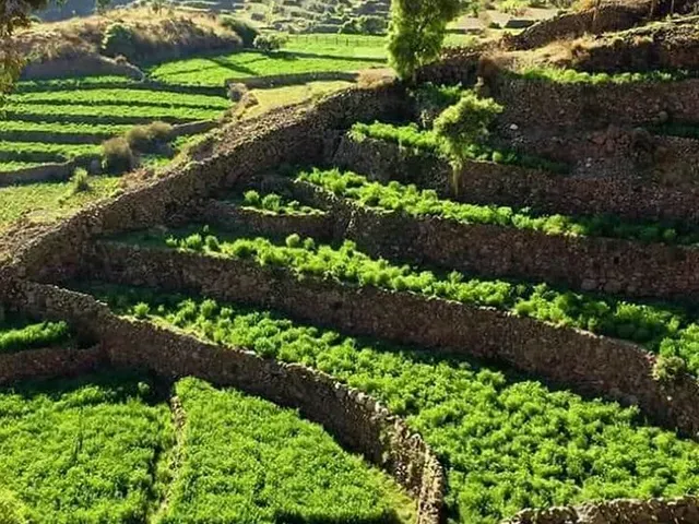 Campos verdes aterrazados con muros de contención de piedra en una ladera bañada por el cálido sol.