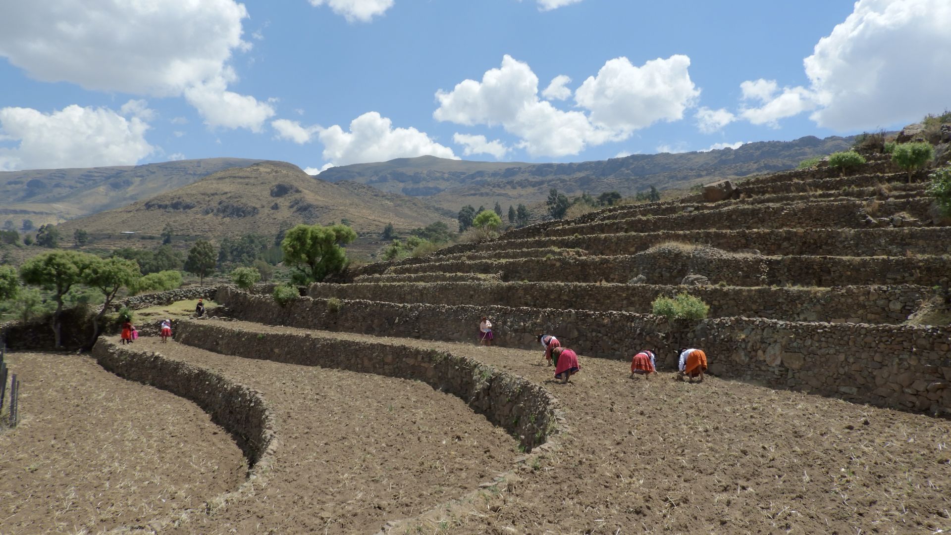 Campo de cultivo en terrazas en la ladera de una colina, con varios trabajadores