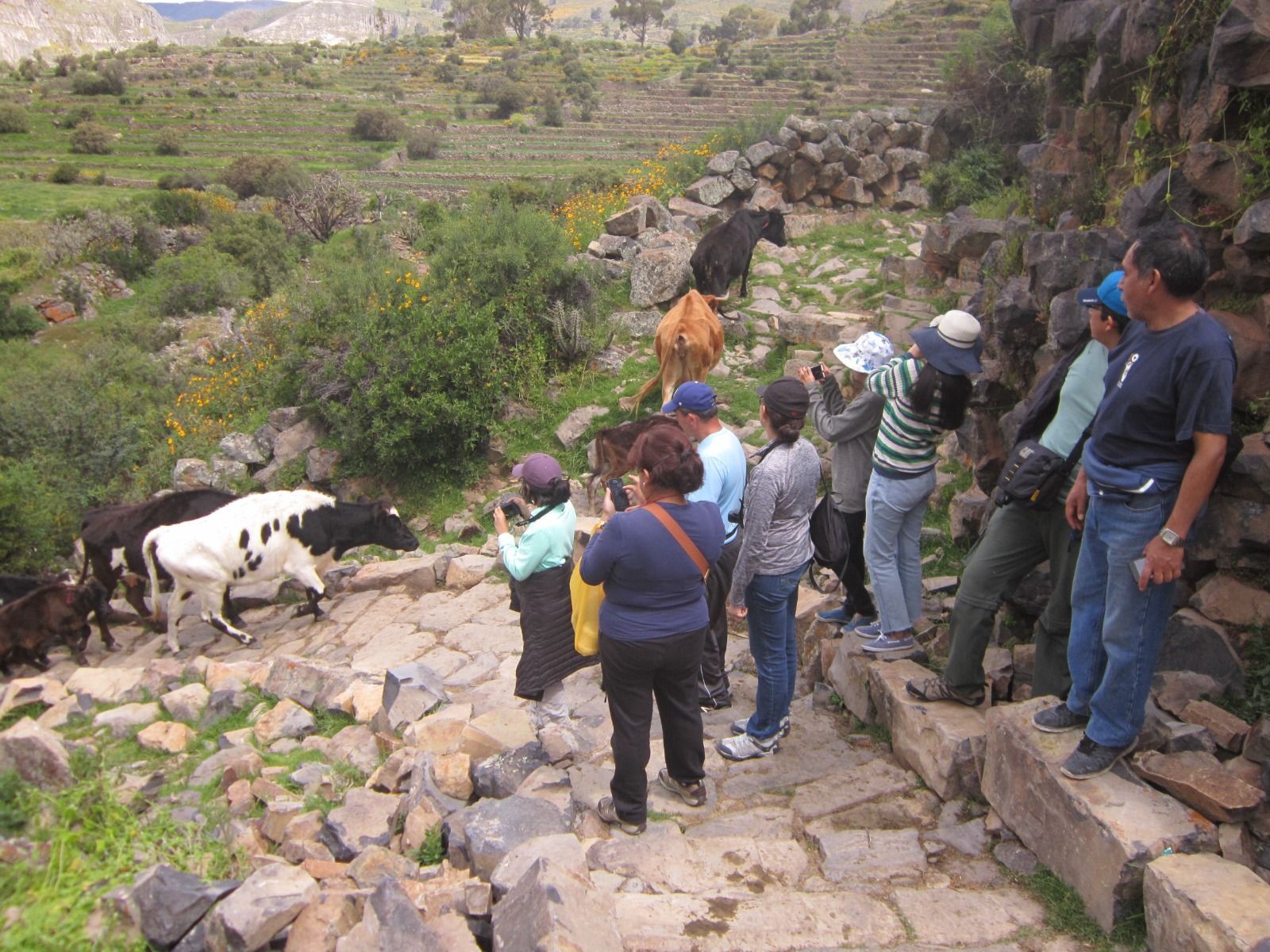 Grupo de excursionistas en escalones de piedra observando cabras blancas y negras en un sendero rocoso de montaña.