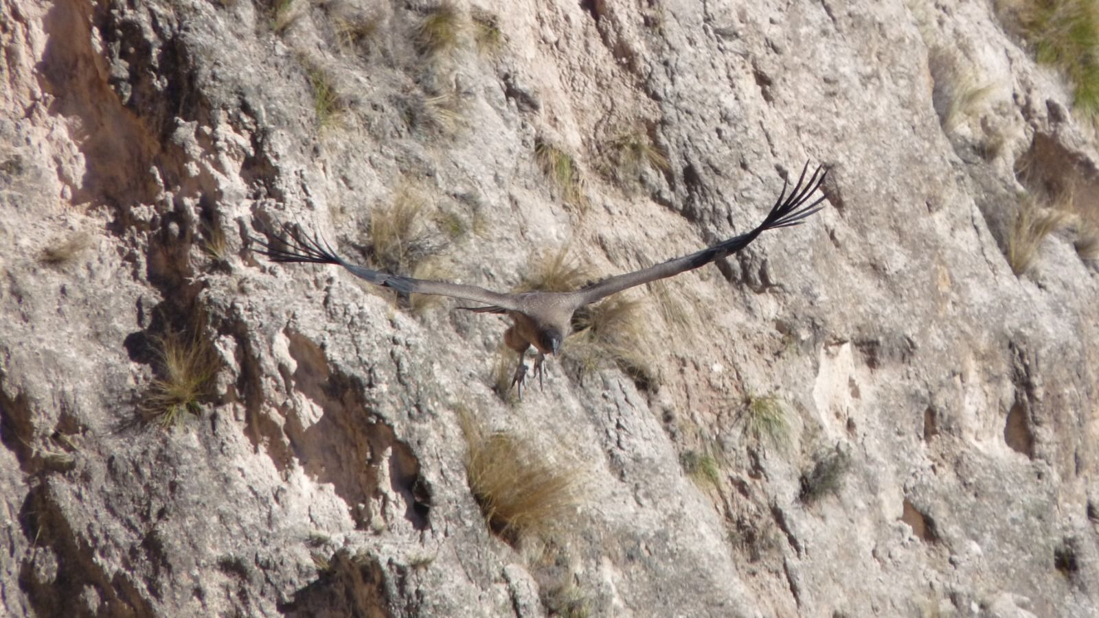Un lagarto camuflado sobre una superficie rocosa, mimetizándose con la piedra de color beige y gris.