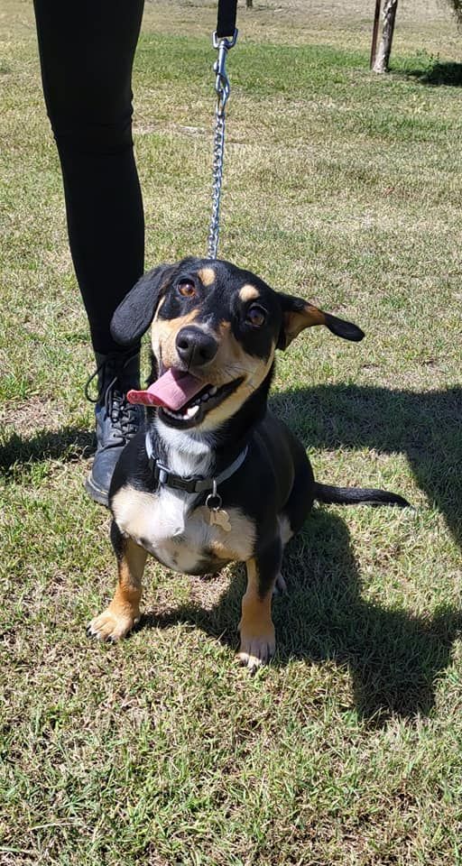 Black and Tan Dachshund-mix Dog on Leash, Smiling With Tongue Out — 4 Way Kennels & Canine Wellness Centre in Kinkuna, QLD