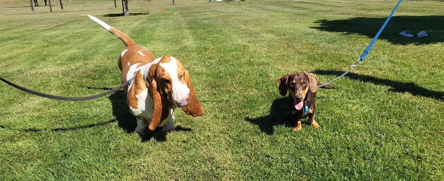 Golden Retriever Walks Forward on Grass — 4 Way Kennels & Canine Wellness Centre in Maryborough, QLD