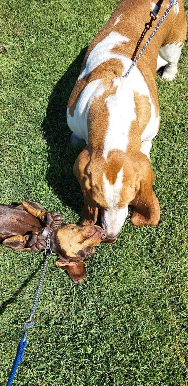 Brown and white dog pulling a toy on a leash in a grassy yard 4 Way Kennels & Canine Wellness Centre in Kinkuna, QLD