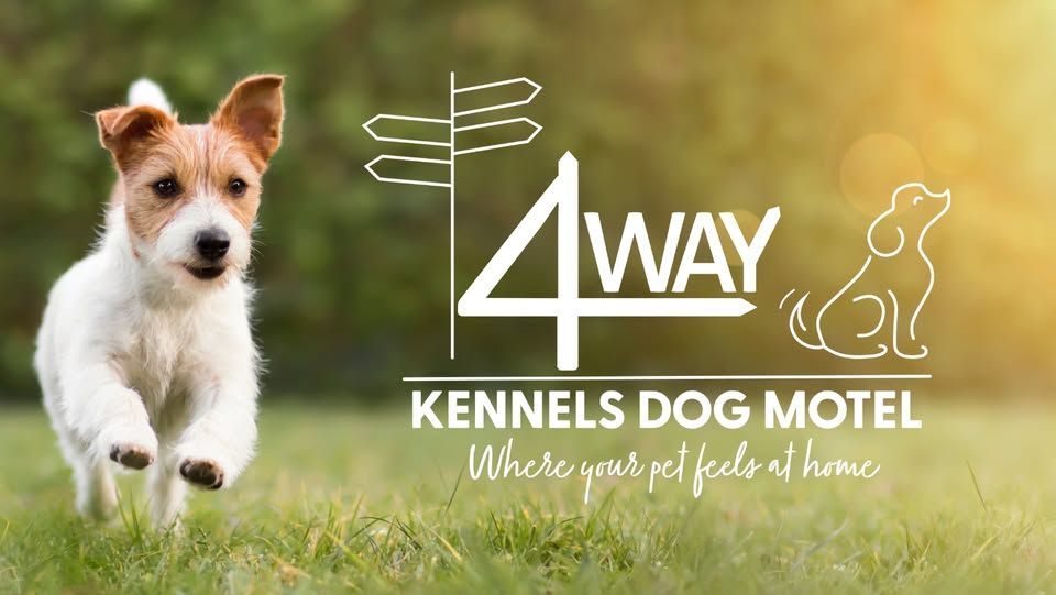 Happy Jack Russell Terrier Running on Grass — 4 Way Kennels & Canine Wellness Centre in Kinkuna, QLD