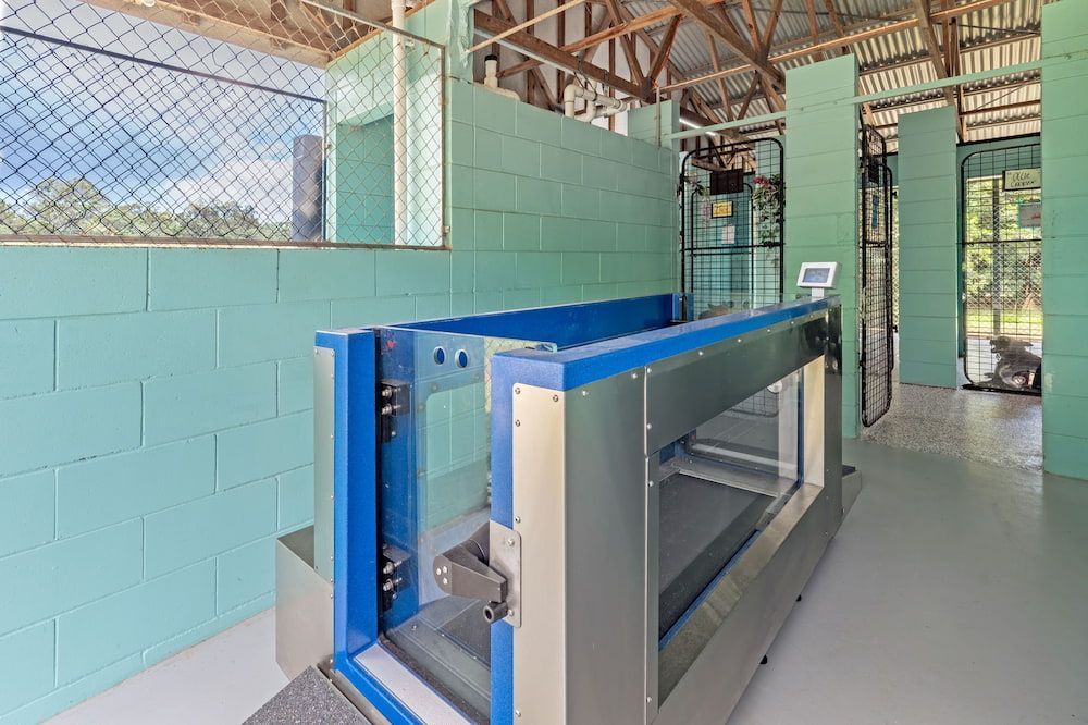 an Aqua Treadmill Inside a Clinic — 4 Way Kennels & Canine Wellness Centre in Hervey Bay, QLD