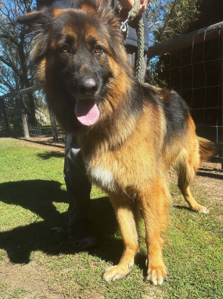 Labrador Dog With Open Mouth in Grass, Blurred Background — 4 Way Kennels & Canine Wellness Centre in Hervey Bay, QLD