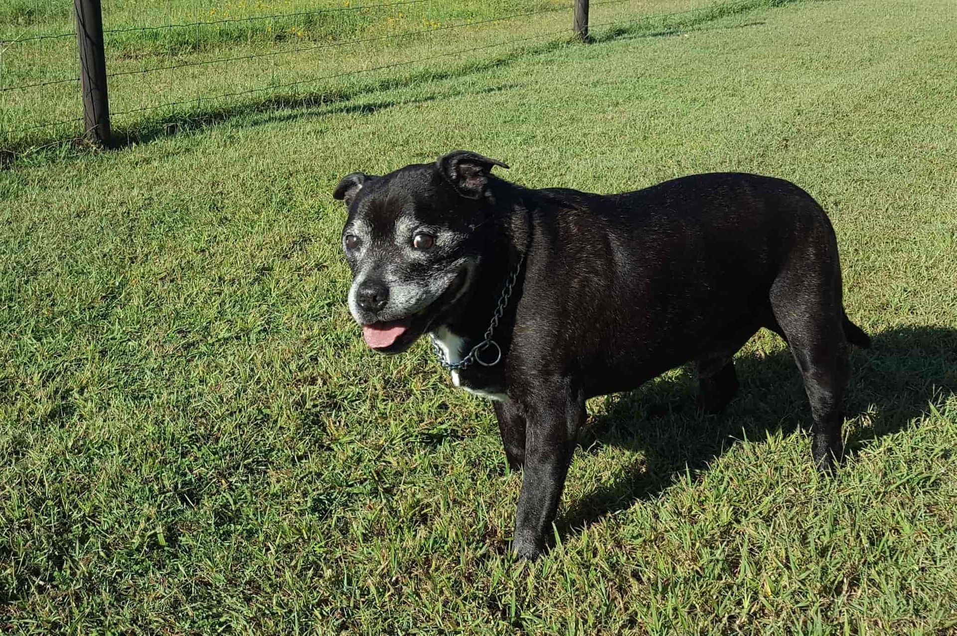 Black and White Border Collie Running With Tongue Out — 4 Way Kennels & Canine Wellness Centre in Childers, QLD