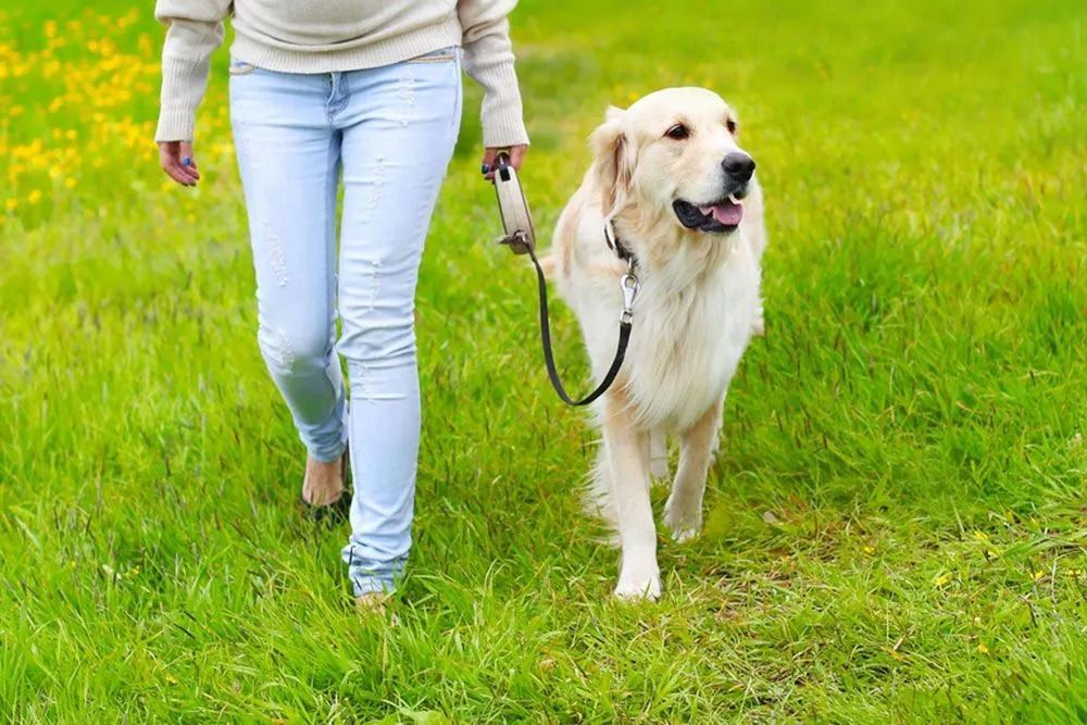 Woman Walking a Golden Retriever Through a Green Grassy Field — 4 Way Kennels & Canine Wellness Centre in Kinkuna, QLD