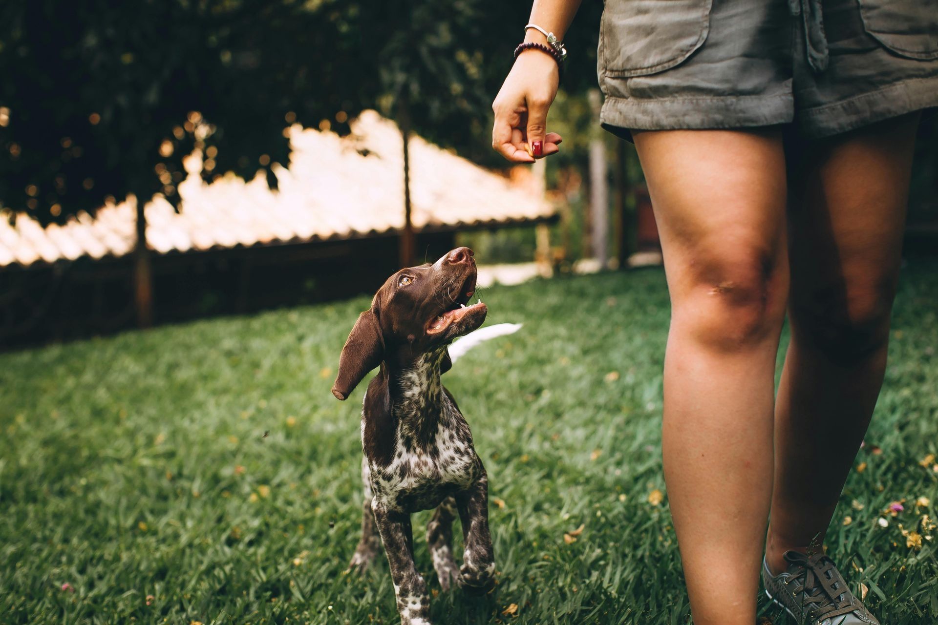 Dog Jumps Up Towards a Person's Hand in a Grassy Yard — 4 Way Kennels & Canine Wellness Centre in Kinkuna, QLD