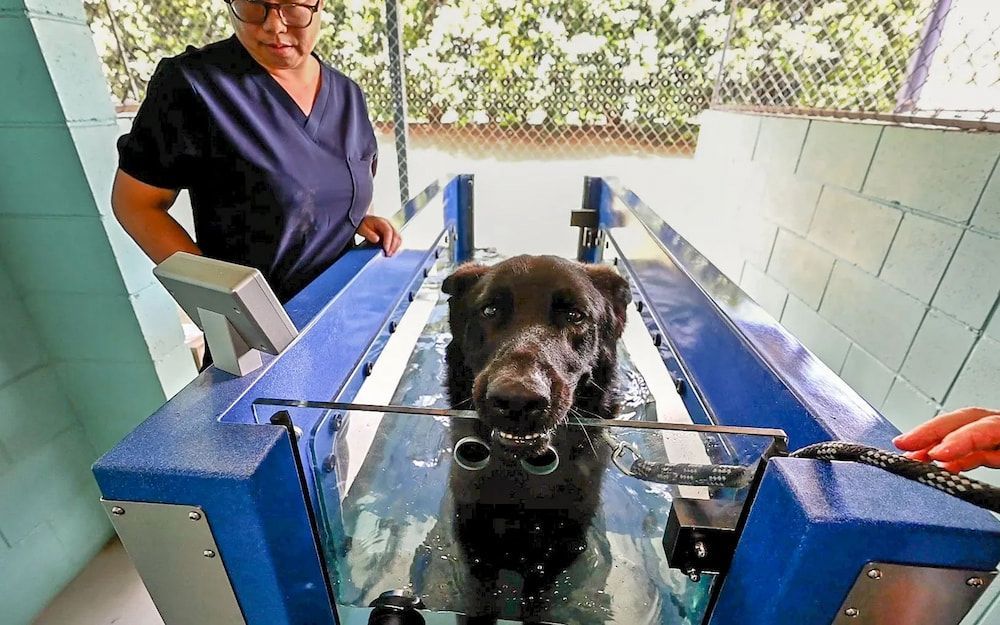 Dog on Underwater Treadmill With Vet in Blue Scrubs — 4 Way Kennels & Canine Wellness Centre in Kinkuna, QLD