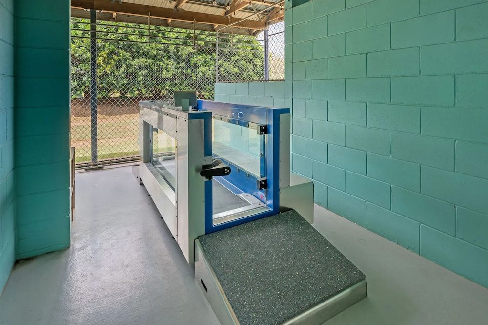 An Aqua-Therapy Treadmill Inside a Light-blue Walled Enclosure — 4 Way Kennels & Canine Wellness Centre in Kinkuna, QLD