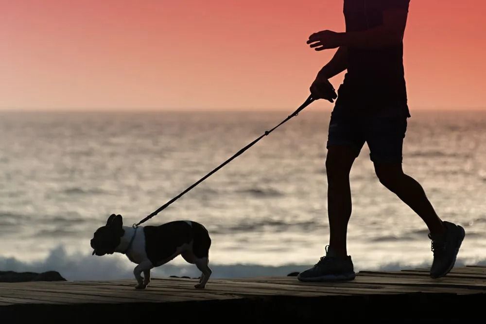 Silhouette of Person Walking Dog on a Boardwalk by the Ocean — 4 Way Kennels & Canine Wellness Centre in Kinkuna, QLD