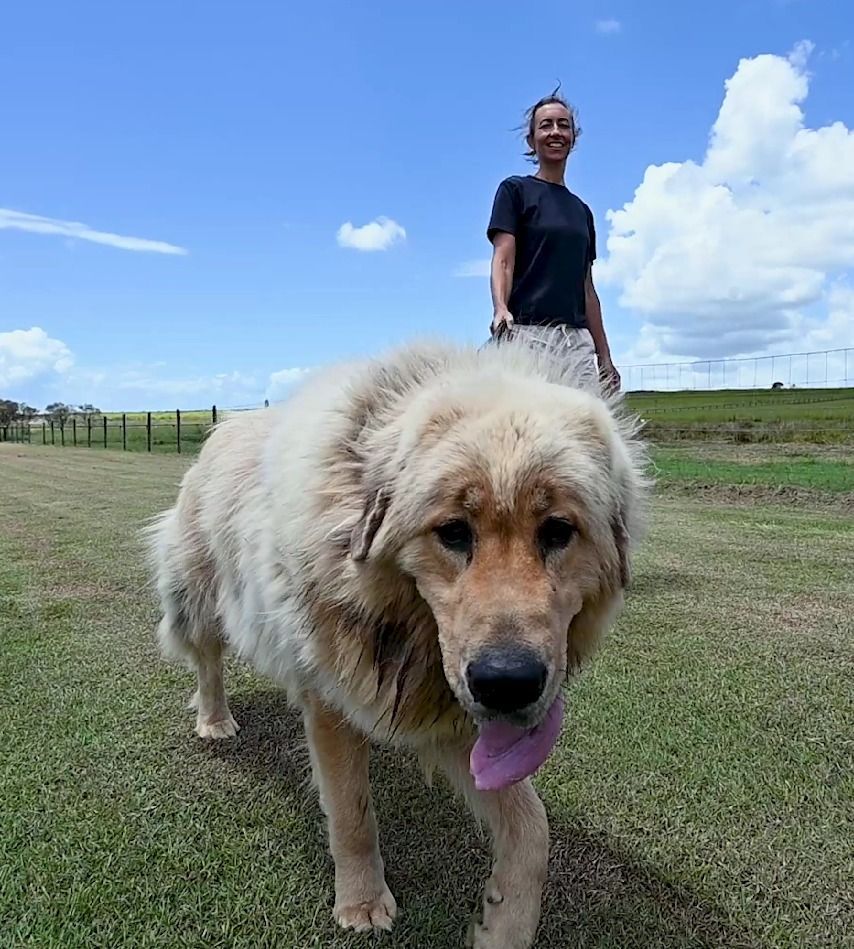 Woman Walking a Large, Tan Dog in a Grassy Field With a Blue Sky — 4 Way Kennels & Canine Wellness Centre in Kinkuna, QLD