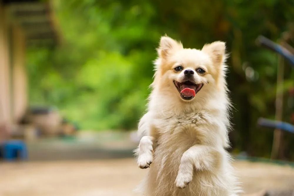 Fluffy Cream-colored Dog Standing, Smiling With Tongue Out — 4 Way Kennels & Canine Wellness Centre in Kinkuna, QLD