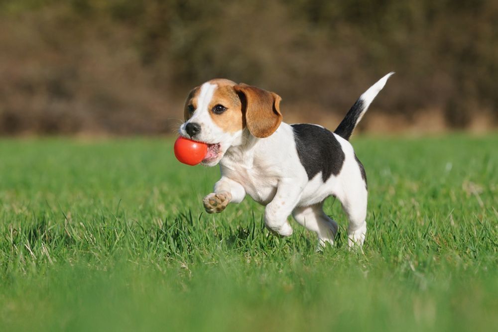 Beagle Puppy Running on Grass, Holding a Red Ball — 4 Way Kennels & Canine Wellness Centre in Kinkuna, QLD