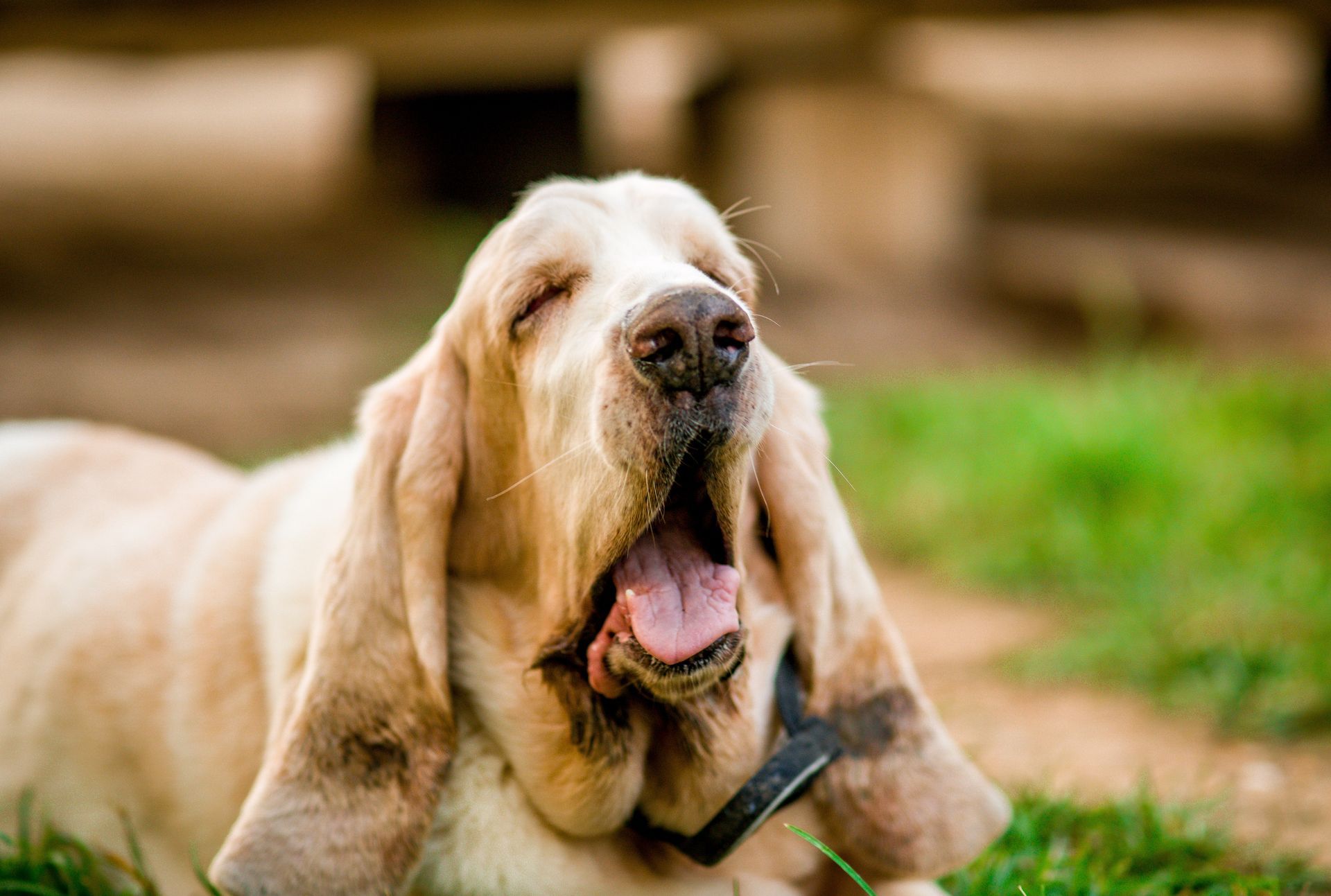 Basset Hound yawning, displaying pink mouth, long ears, in grassy setting. — 4 Way Kennels & Canine Wellness Centre in Kinkuna, QLD