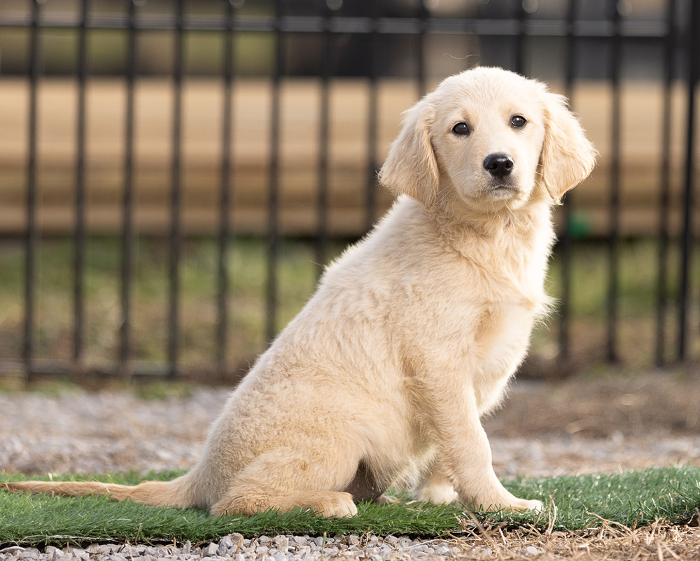 mini golden retriever