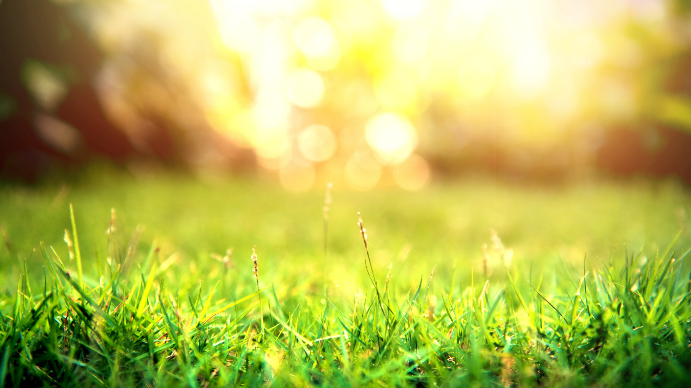 A close up of a lush green field of grass with the sun shining through the trees in the background.