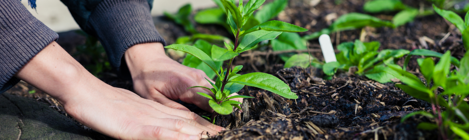 Hands planting green seedlings in dark soil outdoors in a garden bed
