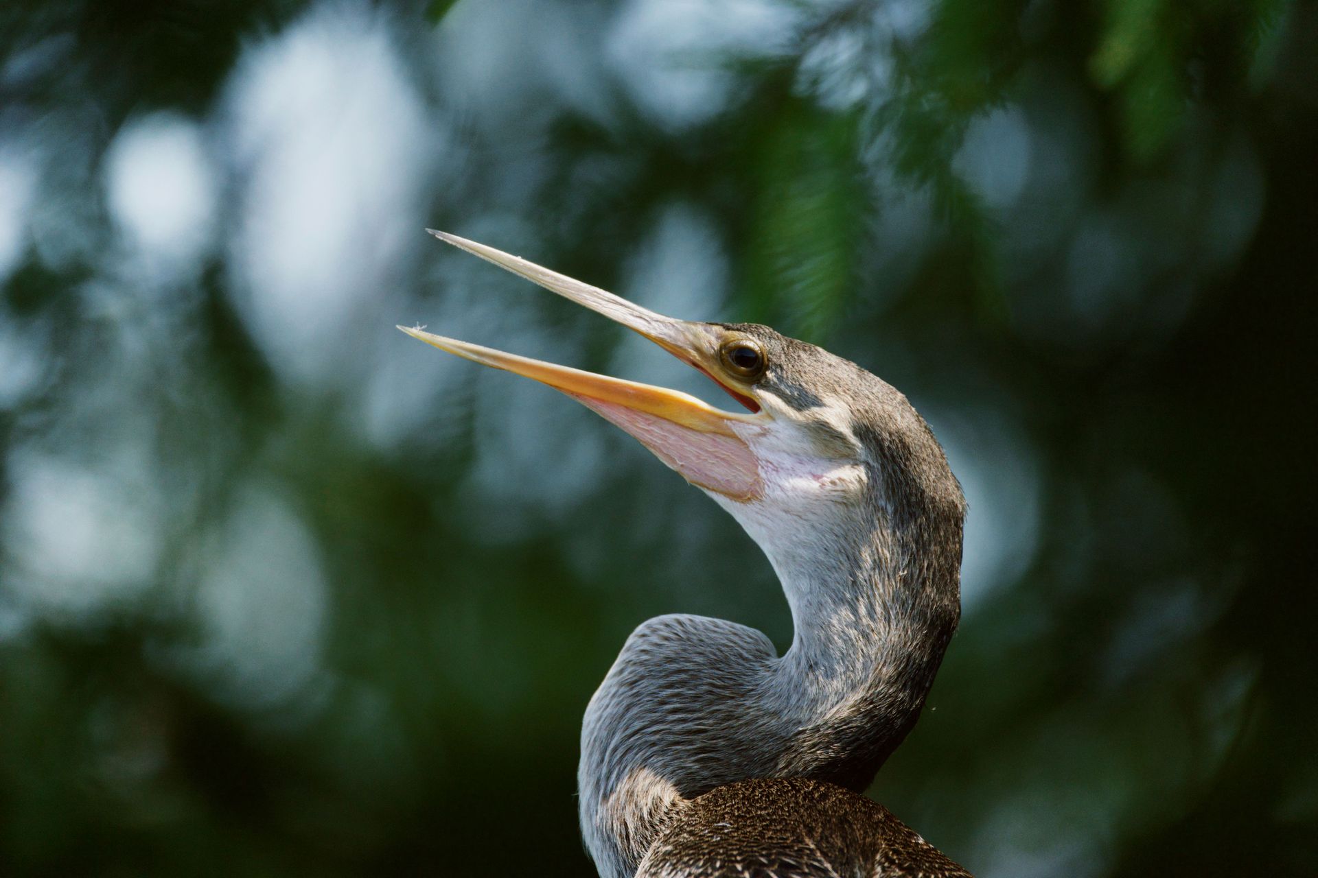 Close-up of a brown bird with open beak against a blurred green background