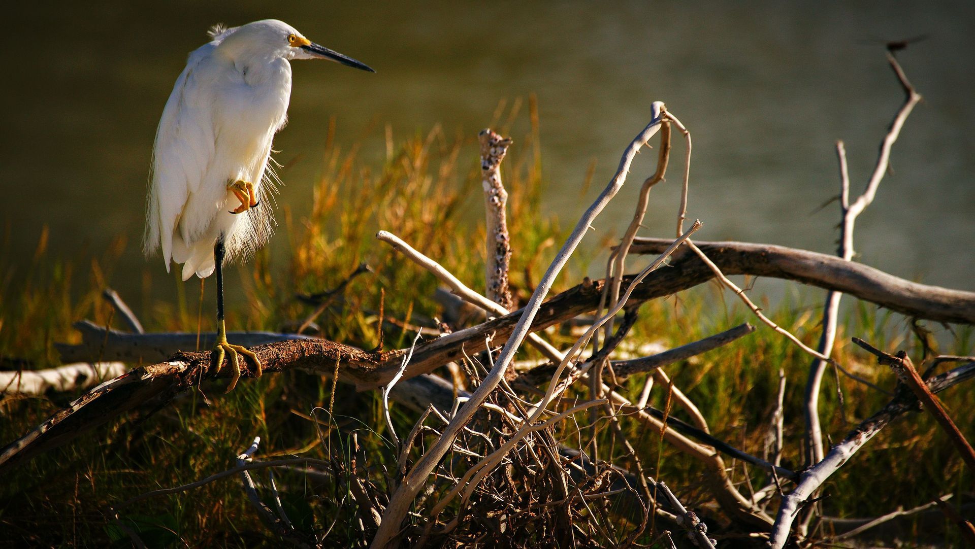 White heron perched on a branch in a grassy marsh at sunset