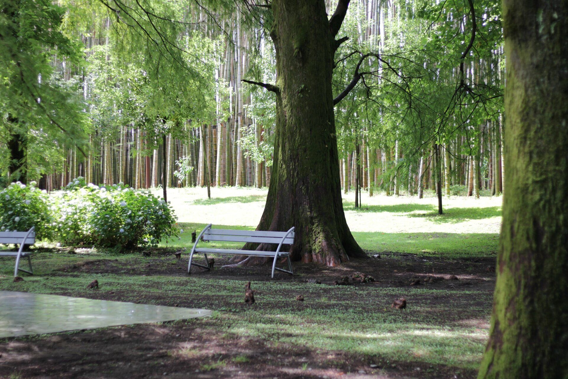 Park with benches under tall green trees and sunlight filtering through the woods.