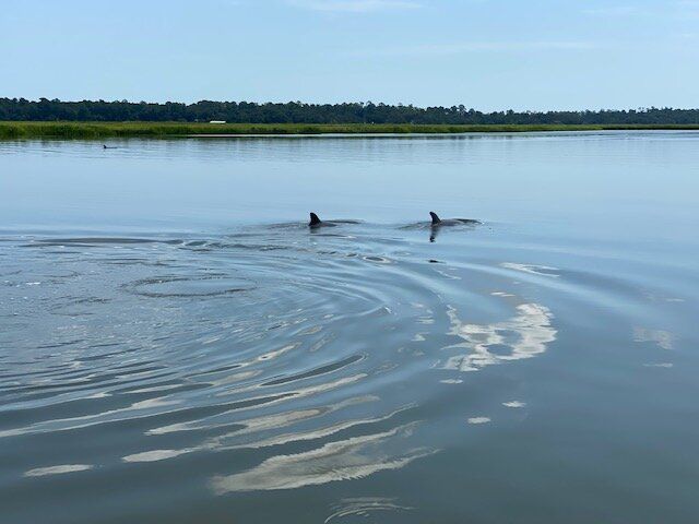 Two dolphins surfacing in calm blue water near a distant tree-lined shore