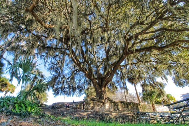 Large sprawling tree with dense branches in a sunny park, with a bench and stone wall below
