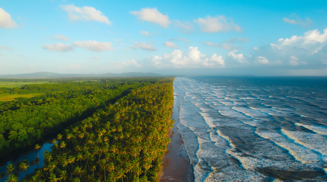 An aerial view of a beach with palm trees and waves coming in.