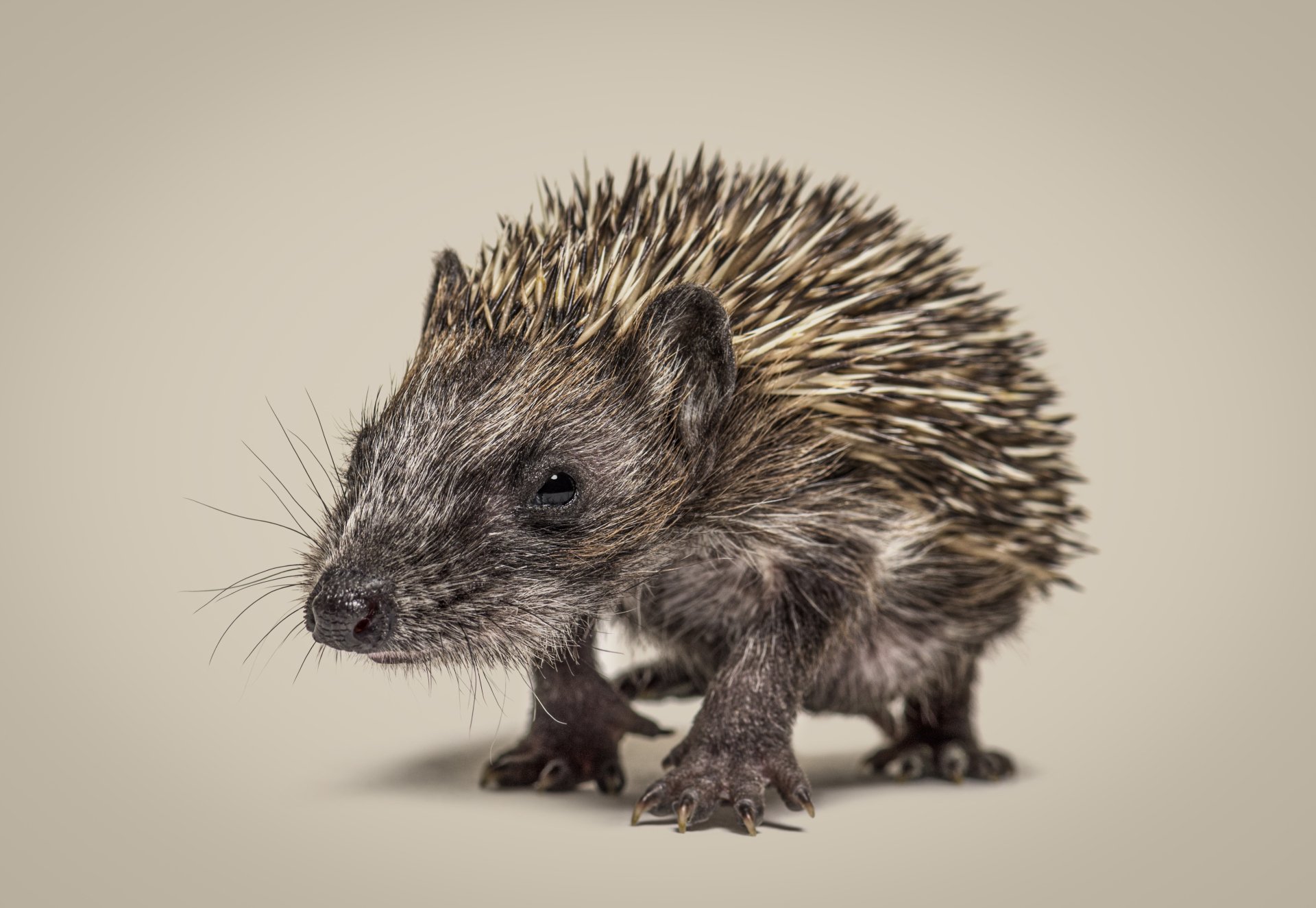 Pocket Pet Vet, Pocket Pet Veterinarian Serving Ohio