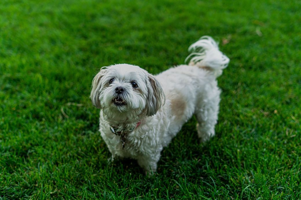 Small white dog standing on green grass, looking at the camera